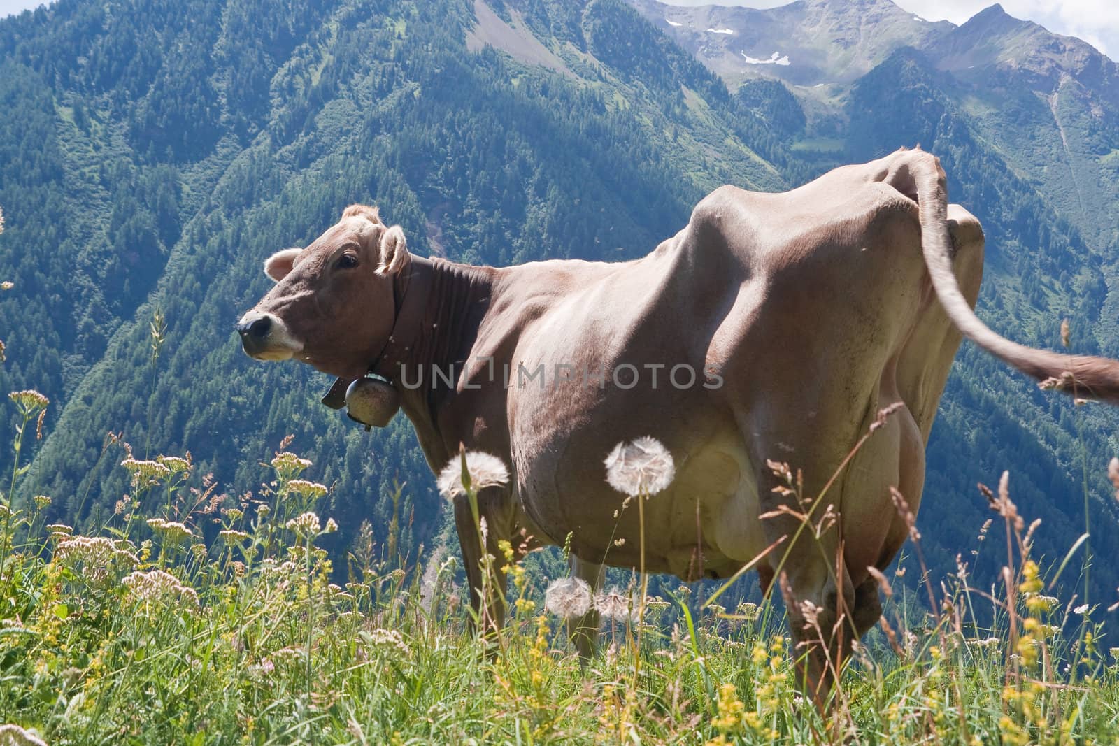 beautiful cow free on a high pasture in Italian Alps