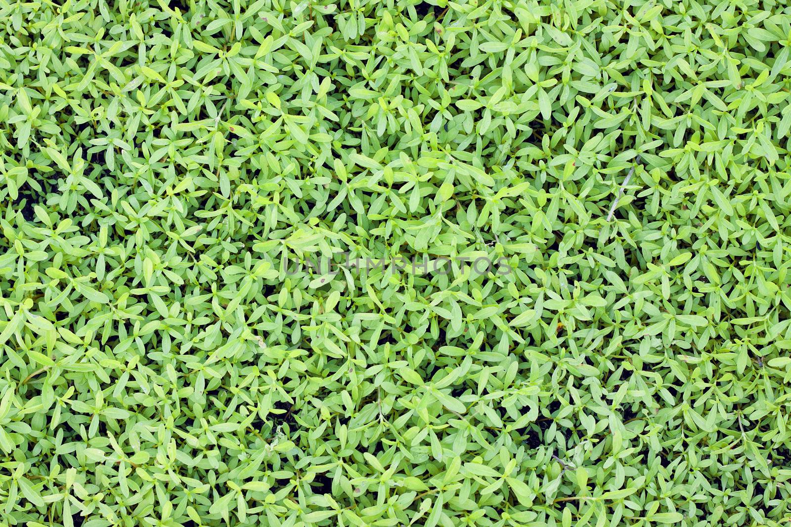 Green lush leaf background by Jaykayl