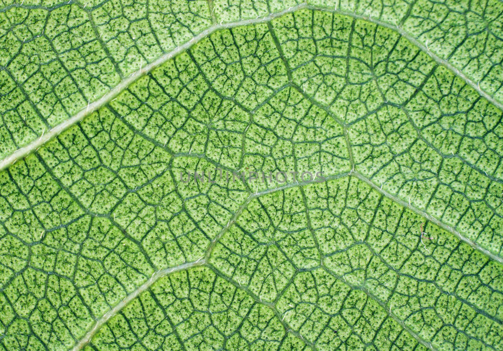 Lush green leaf closeup background or texture by Jaykayl