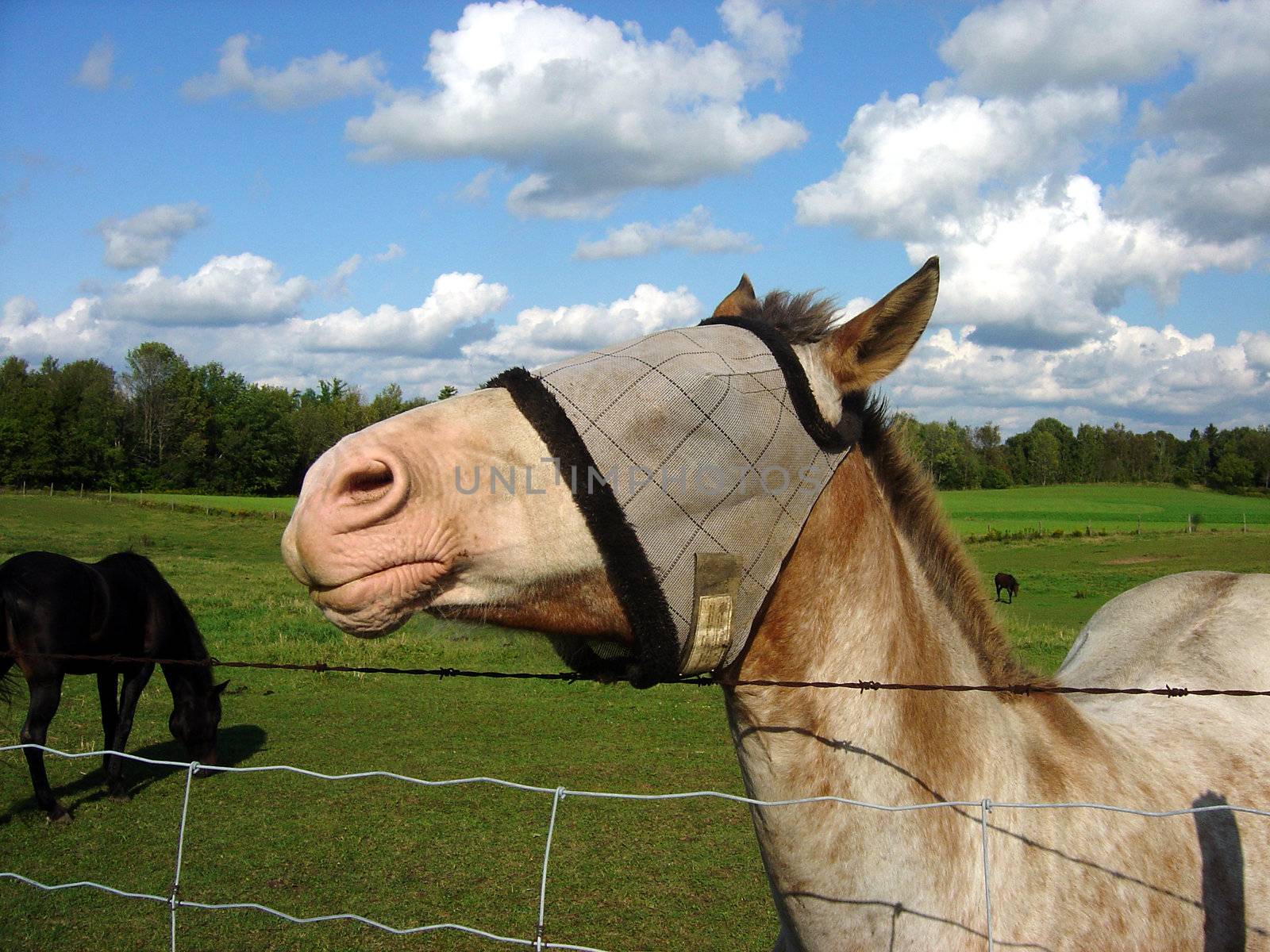 A horse with a burlap sack covering it's eyes.
