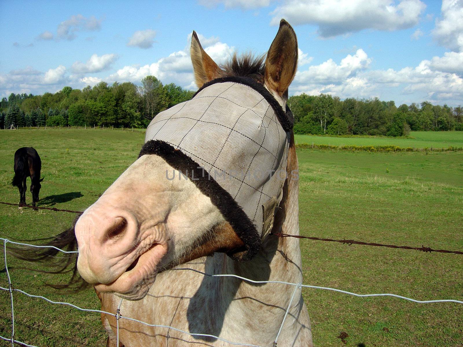 A horse with a burlap sack covering it's eyes.
