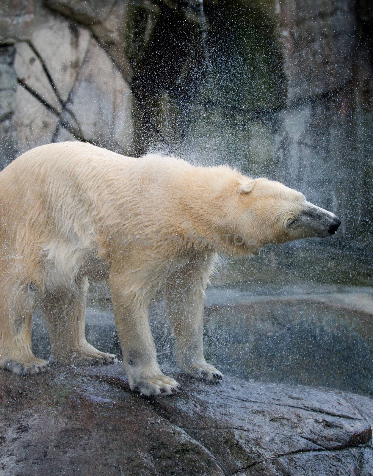Polar bear shaking water out of the fur, seen in the Copenhagen ZOO.