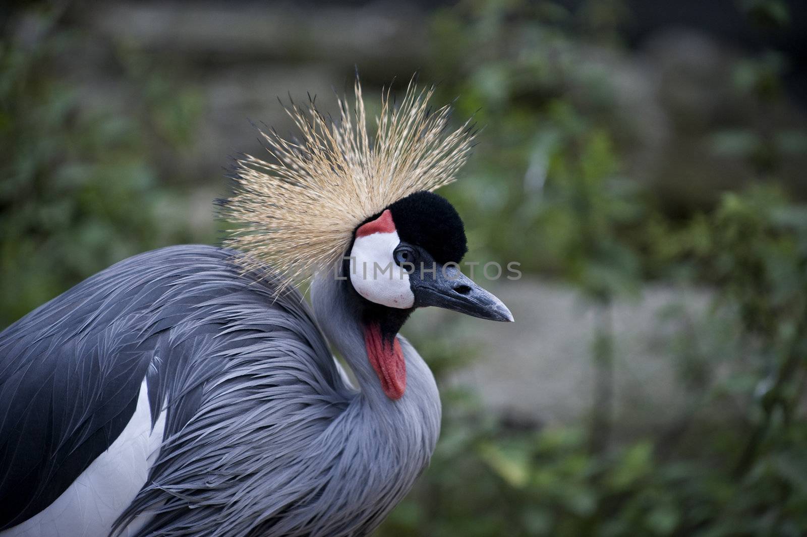 Copenhagen ZOO, Denmark.

East African crowned cranes (also called gray crowned cranes) get their name from a distinctive tuft of bristle-like golden feathers located on the top of the head. They are mostly gray, with white upper and under wing coverts and a black head. They have large white cheek patches with a small triangle of red near the top. The legs and bill are black, eyes are light gray, and have a scarlet throat lappet. Their bill is short in comparison with other cranes. 