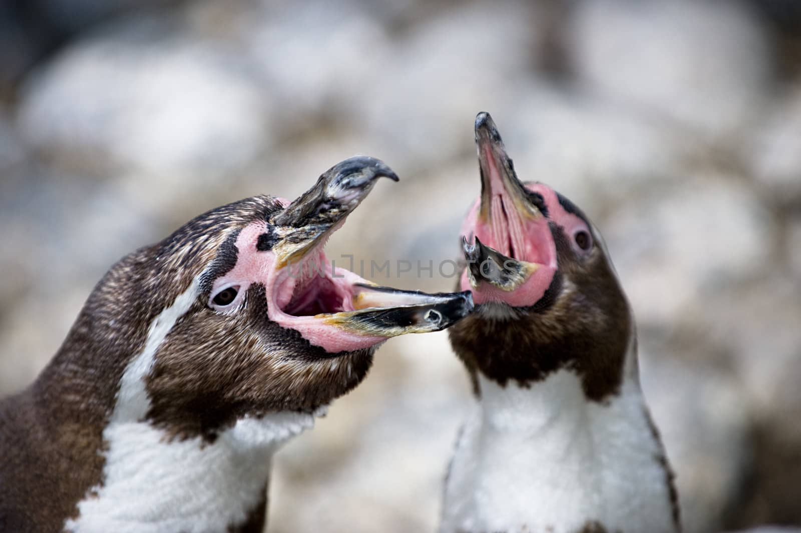 Humboldt Penguins marking thair nest by fljac