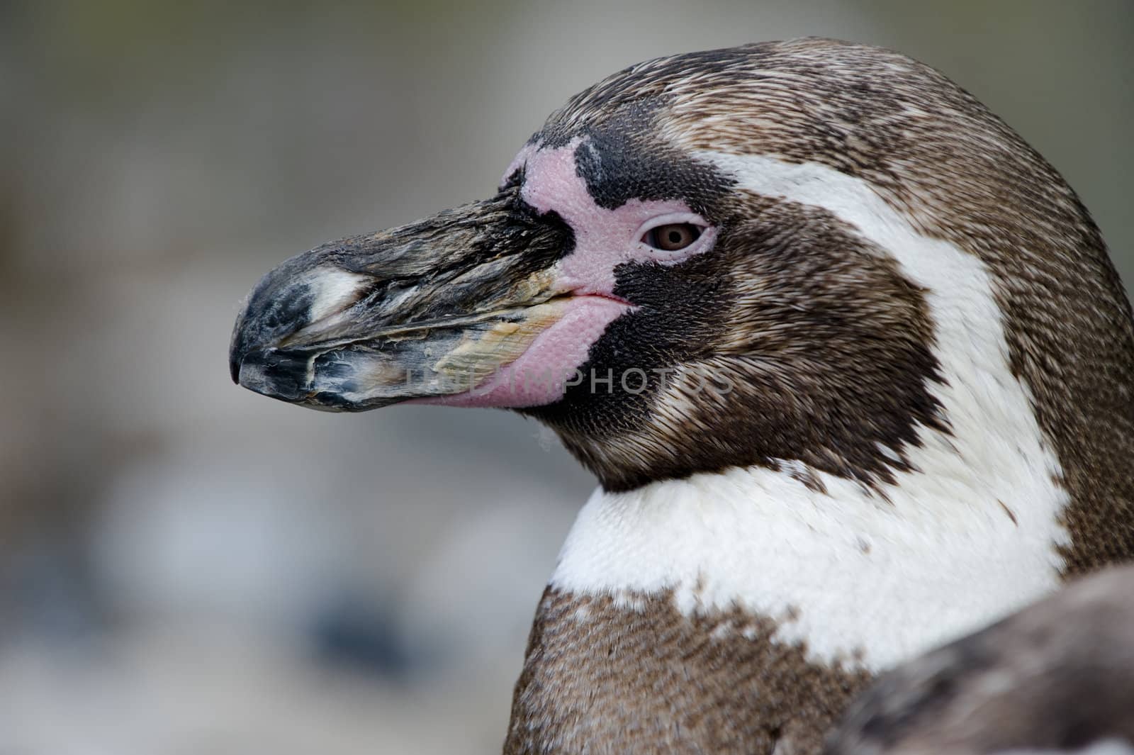 Humboldt Penguin  by fljac