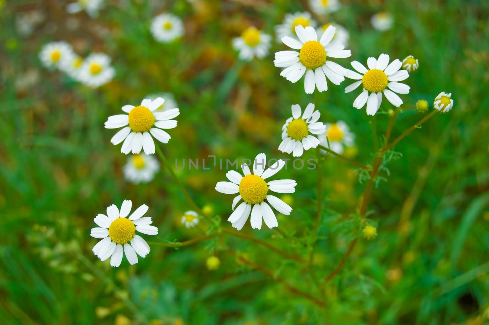 daisy flower over green grass