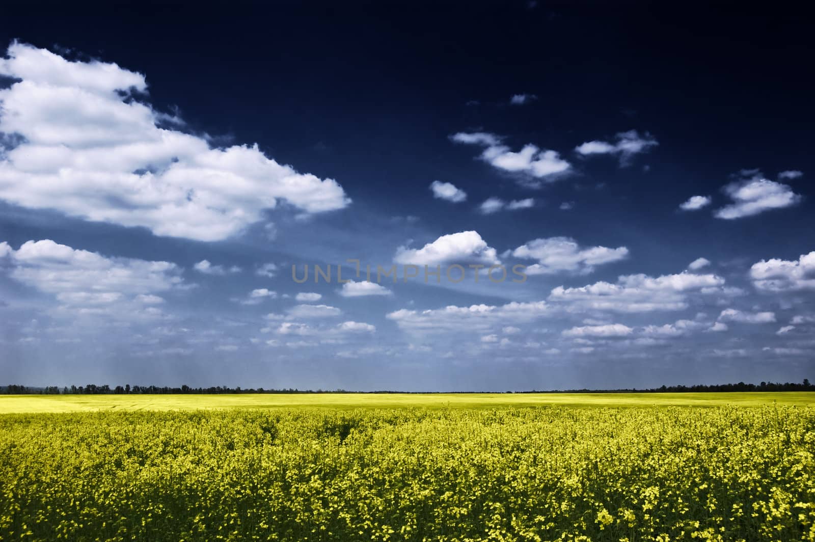 blooming canola fields with dramatic blue sky