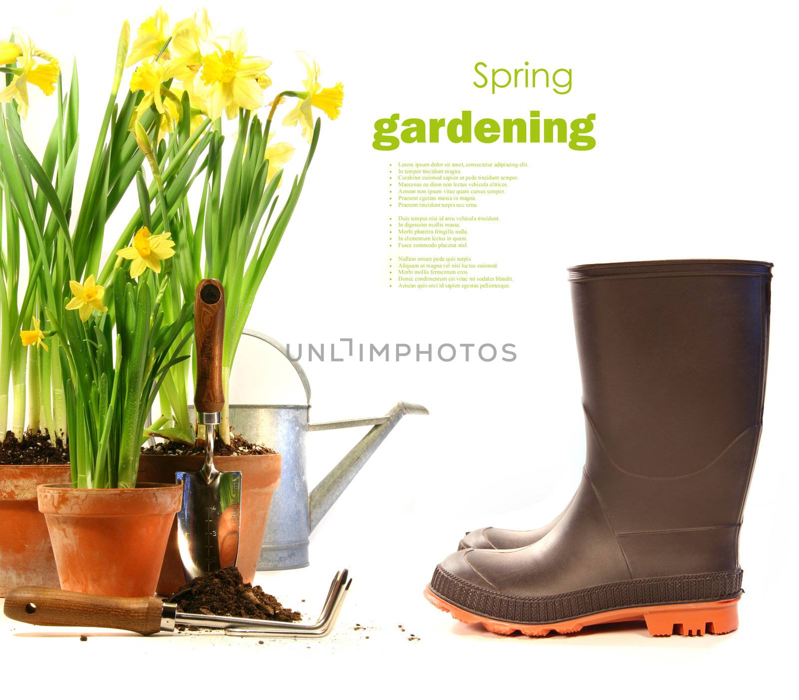Pots of daffodils with rubber boots on white background