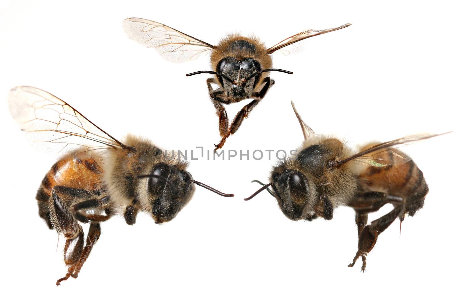 3 Different Angles of a North American Honey Bee by tobkatrina