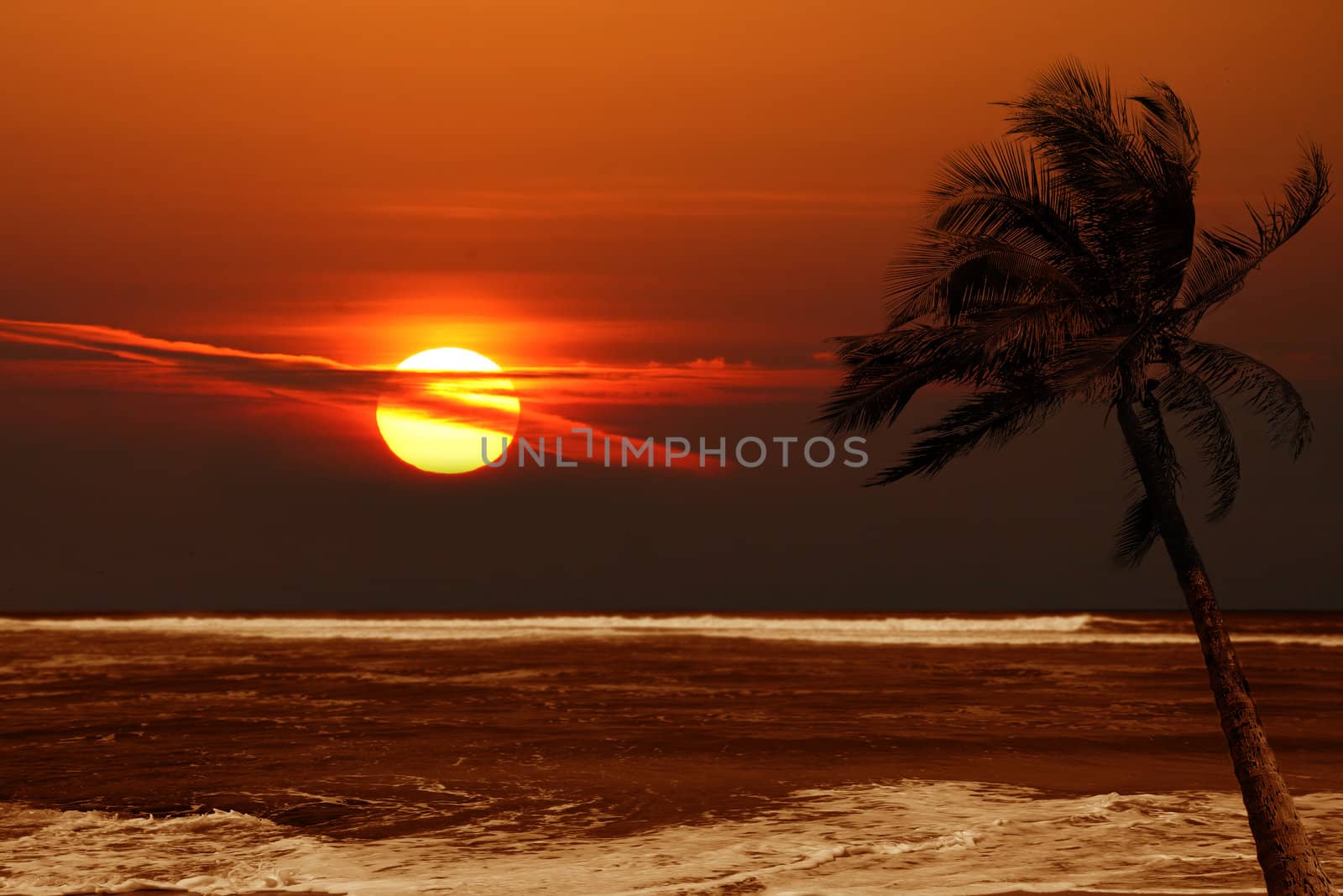 Lone Palm Tree at Sunrise With Dramatic Colors of Orange