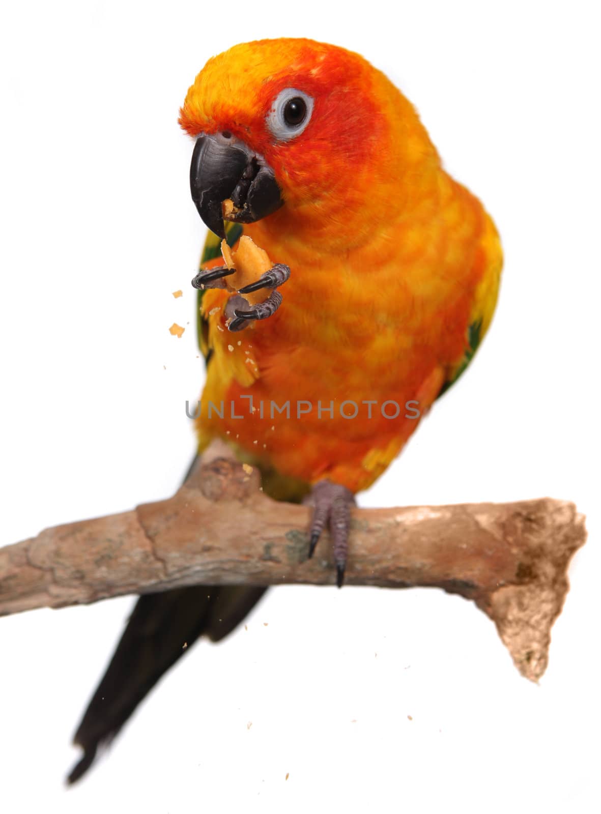 Sun Conure Eating a Cracker Snack With Extreme Depth Of Field by tobkatrina