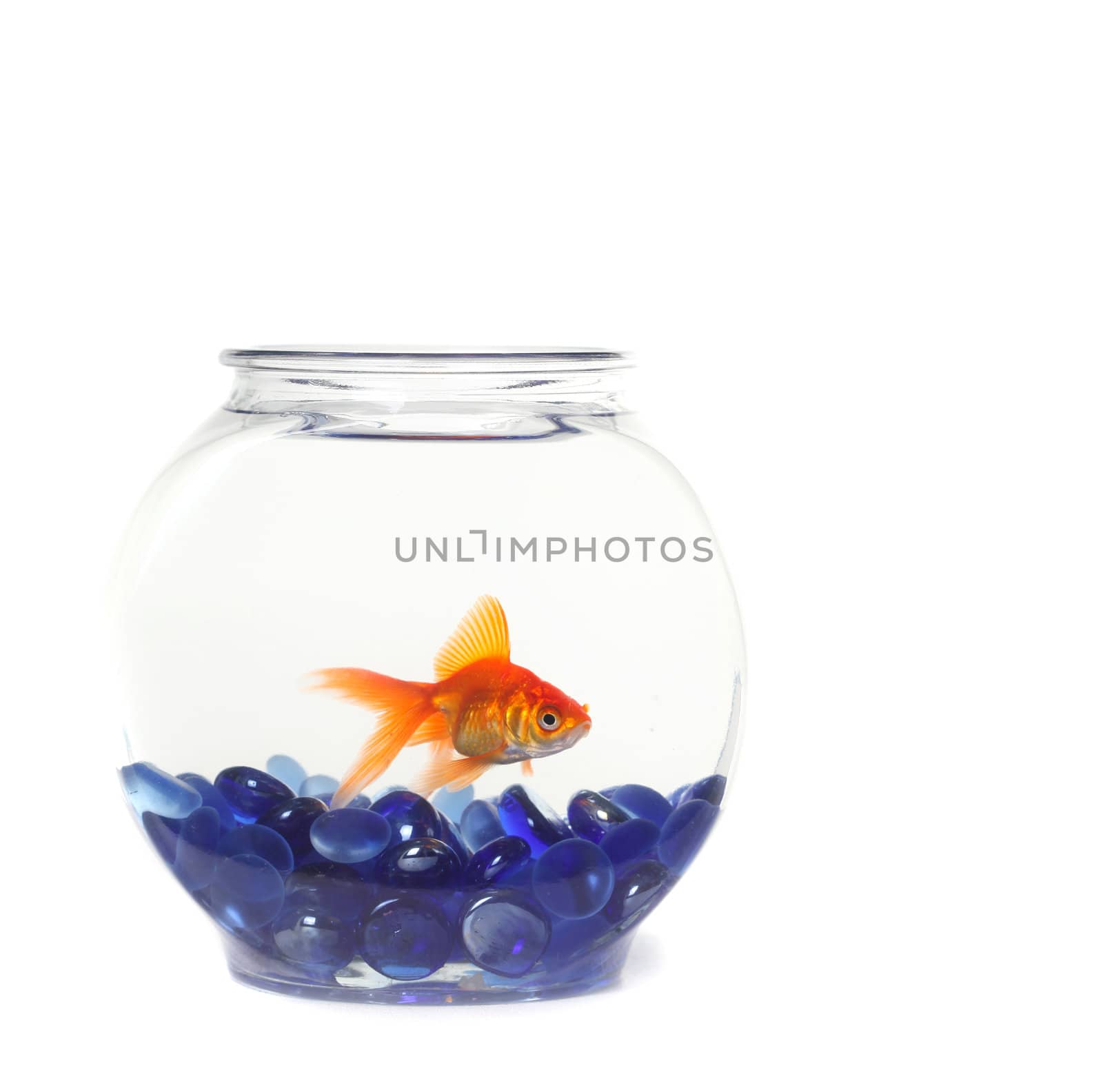 Lone Goldfish in a Fishbowl  by tobkatrina