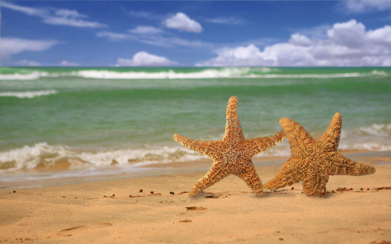 Pair of Starfish Humorously Walking Out of the Surf Onto the Beach