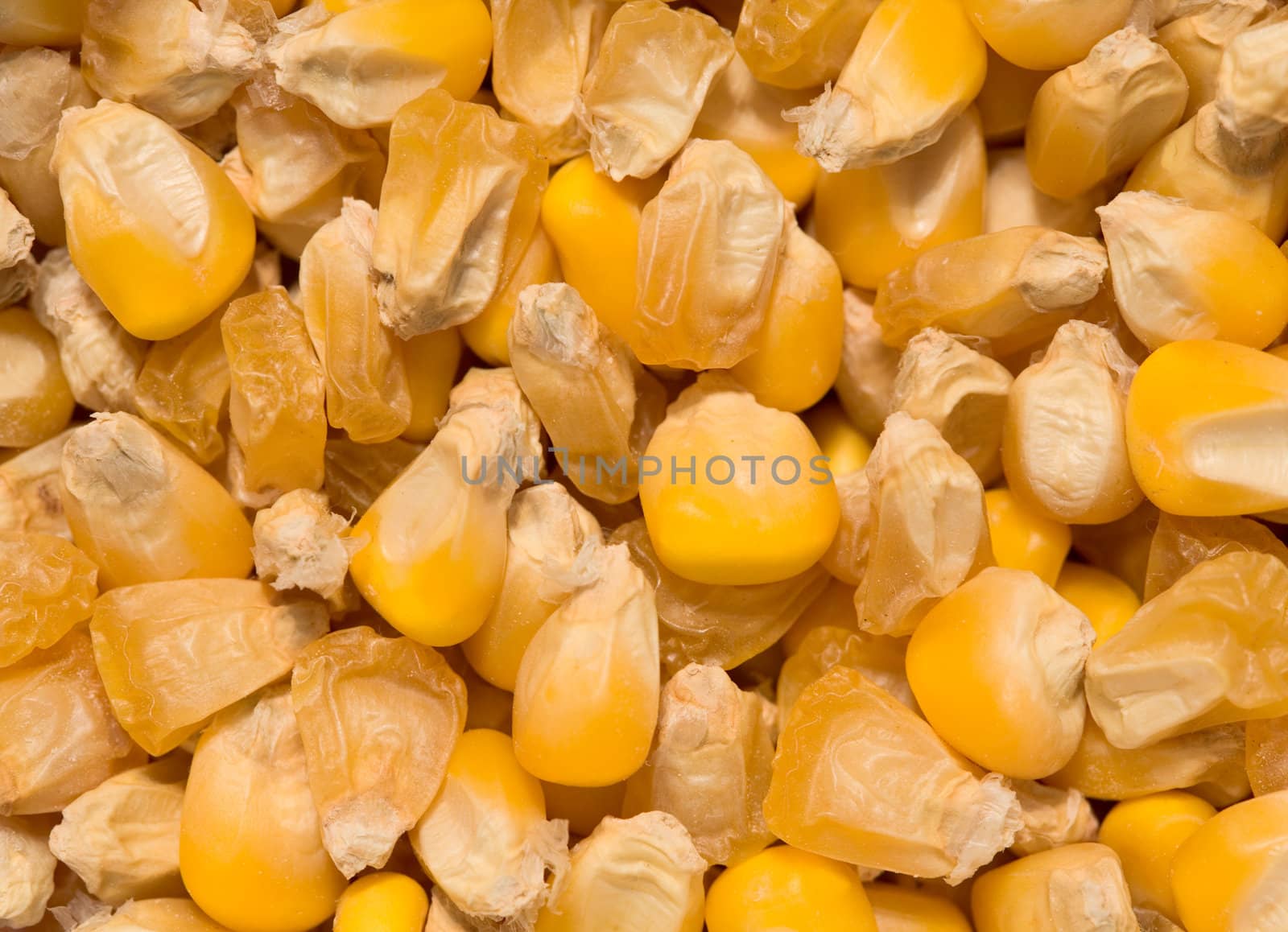 Heap of golden corn grains, close up