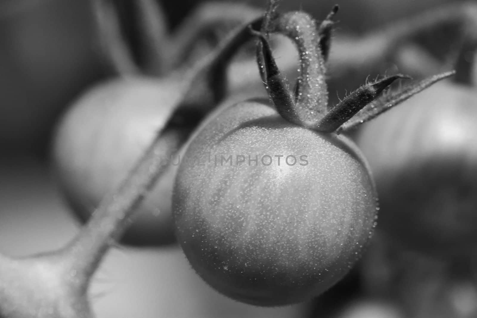 Single small tomato with soft background of other tomatoes done in black and white