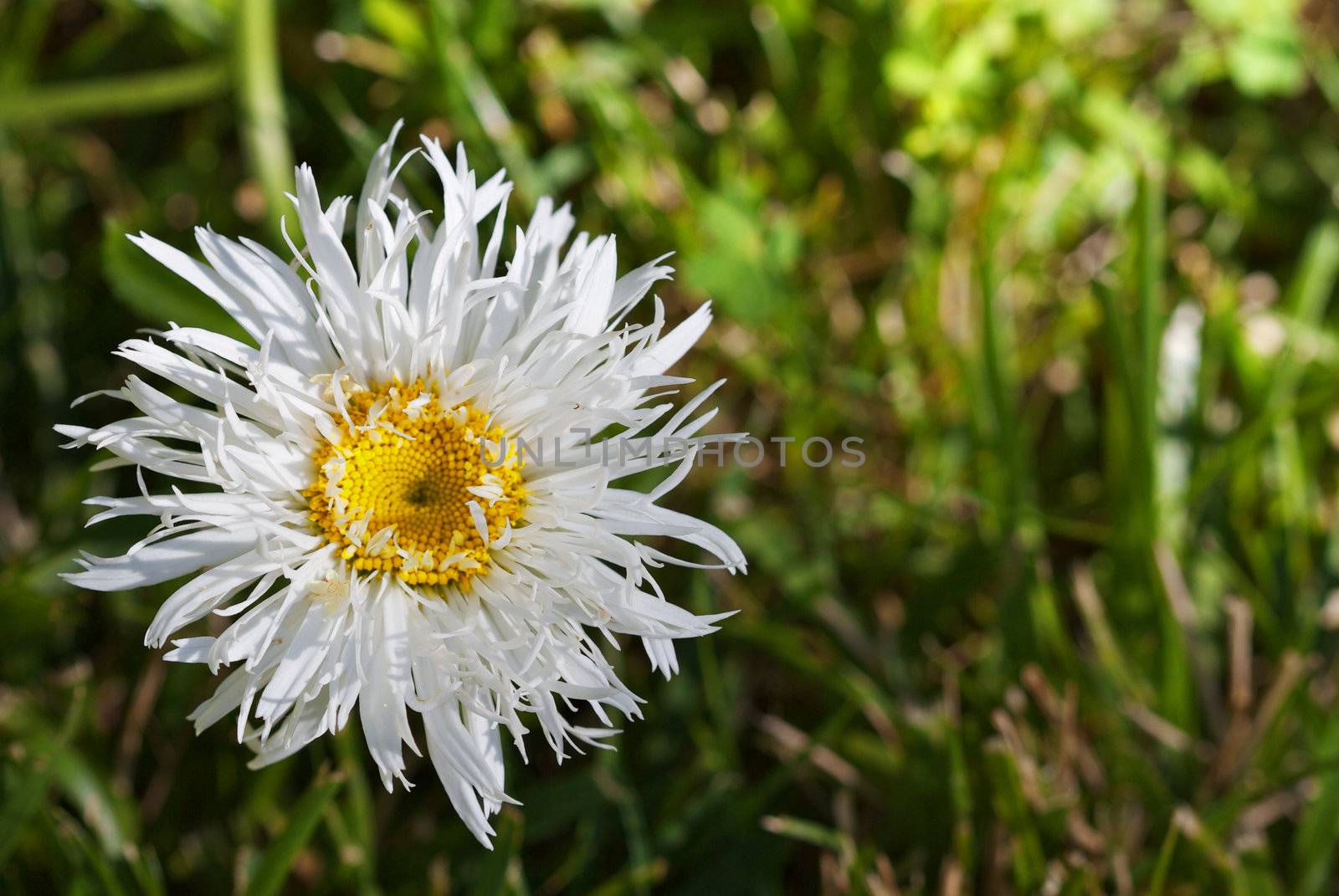 Daisy in the Grass by bobkeenan