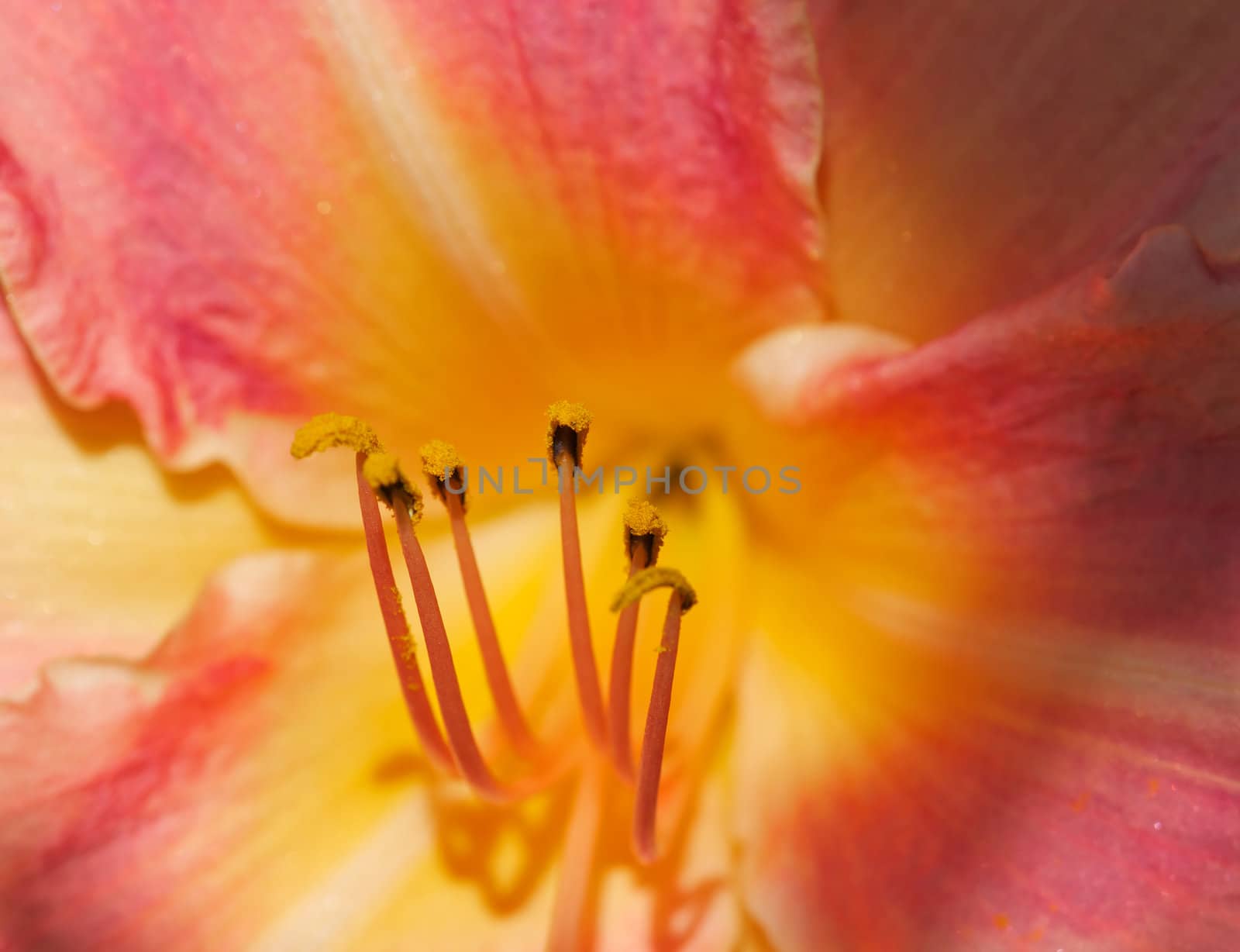 Yellow Orange, Red colored Lilly with gold pollenated stamens