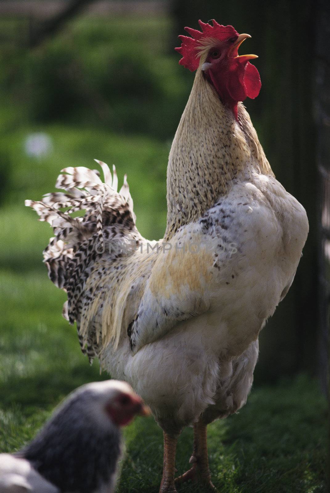 The Farm Life and Animals by stockmaniac