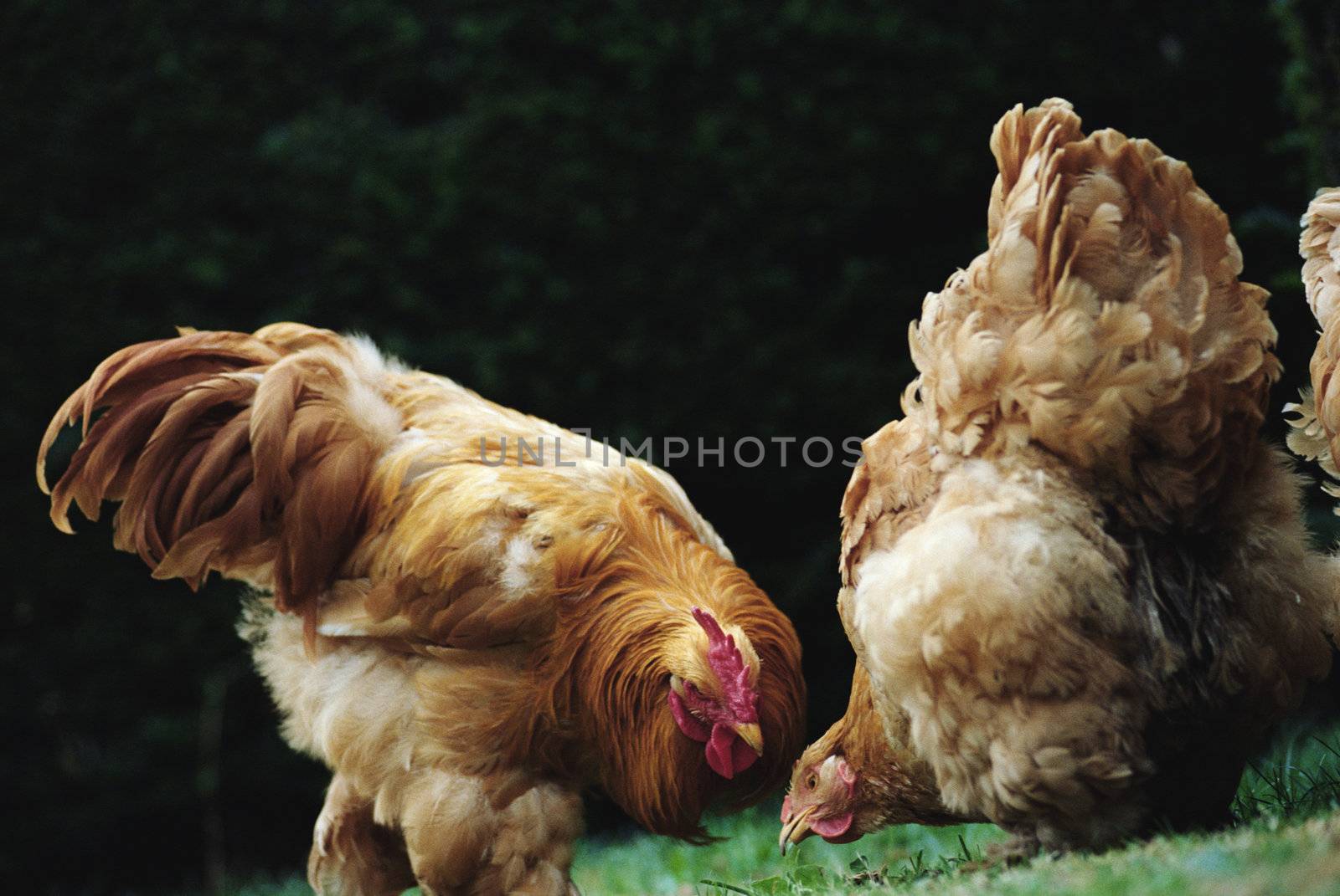 The Farm Life and Animals by stockmaniac