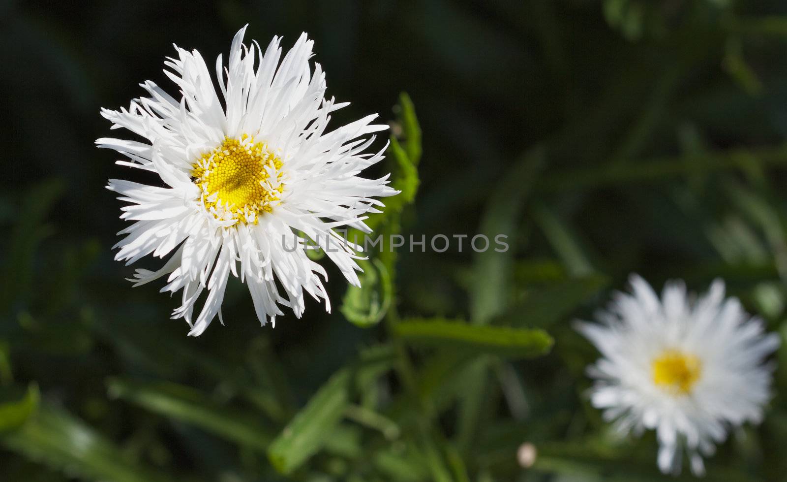 Two Crazy Daisies by bobkeenan