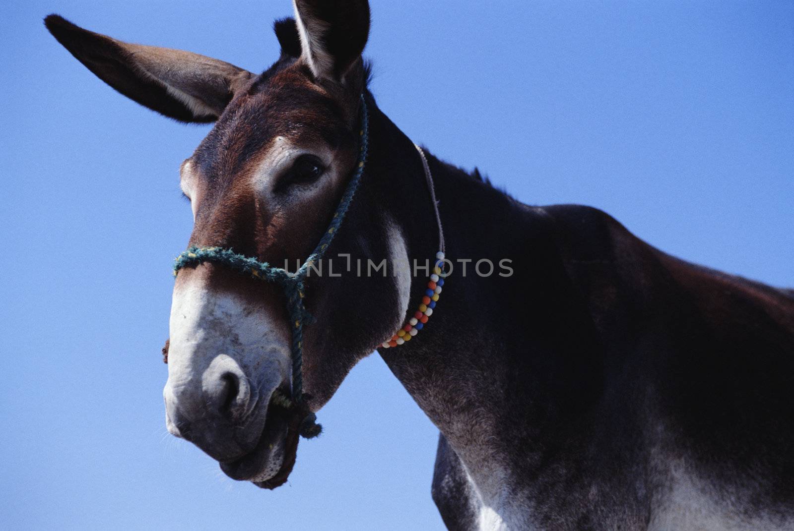 The farming life in Sweden and all the sweet animals.