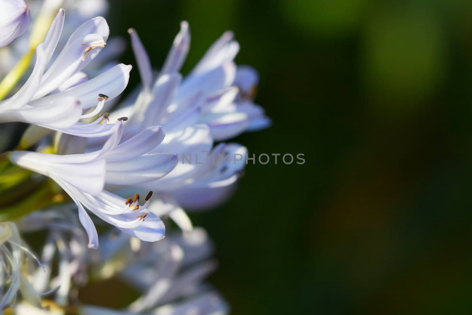 Narrow depth of field Macro of violet and white lilies with dark background