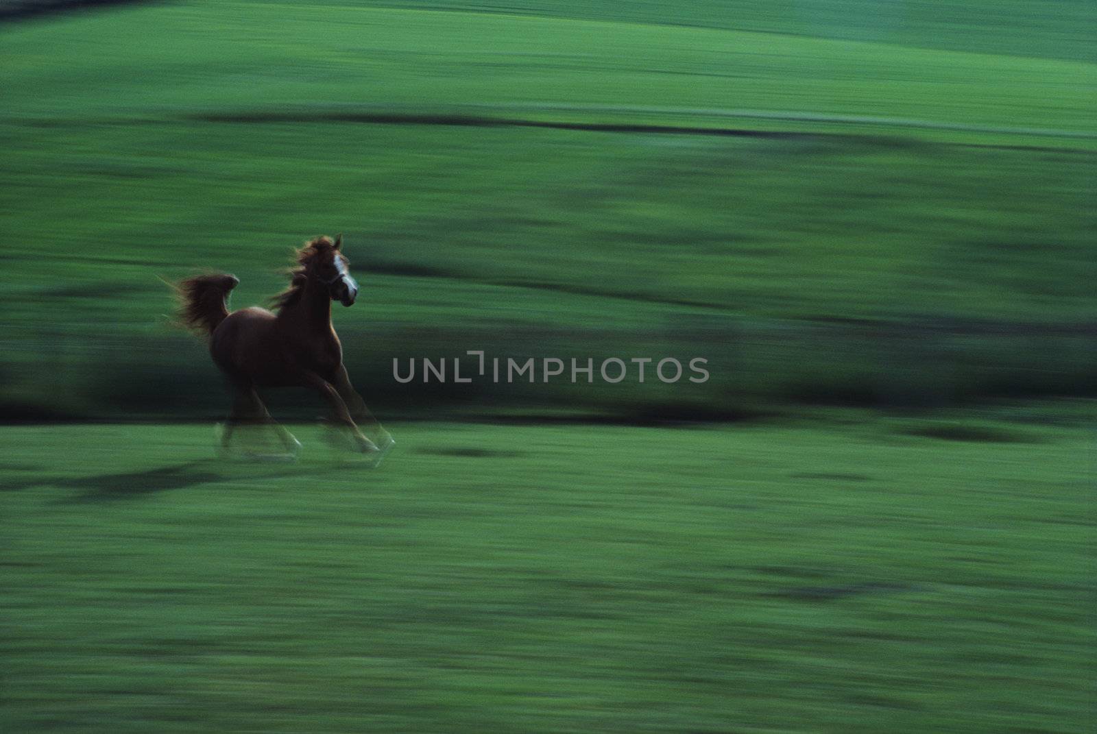 The Farm Life and Animals by stockmaniac