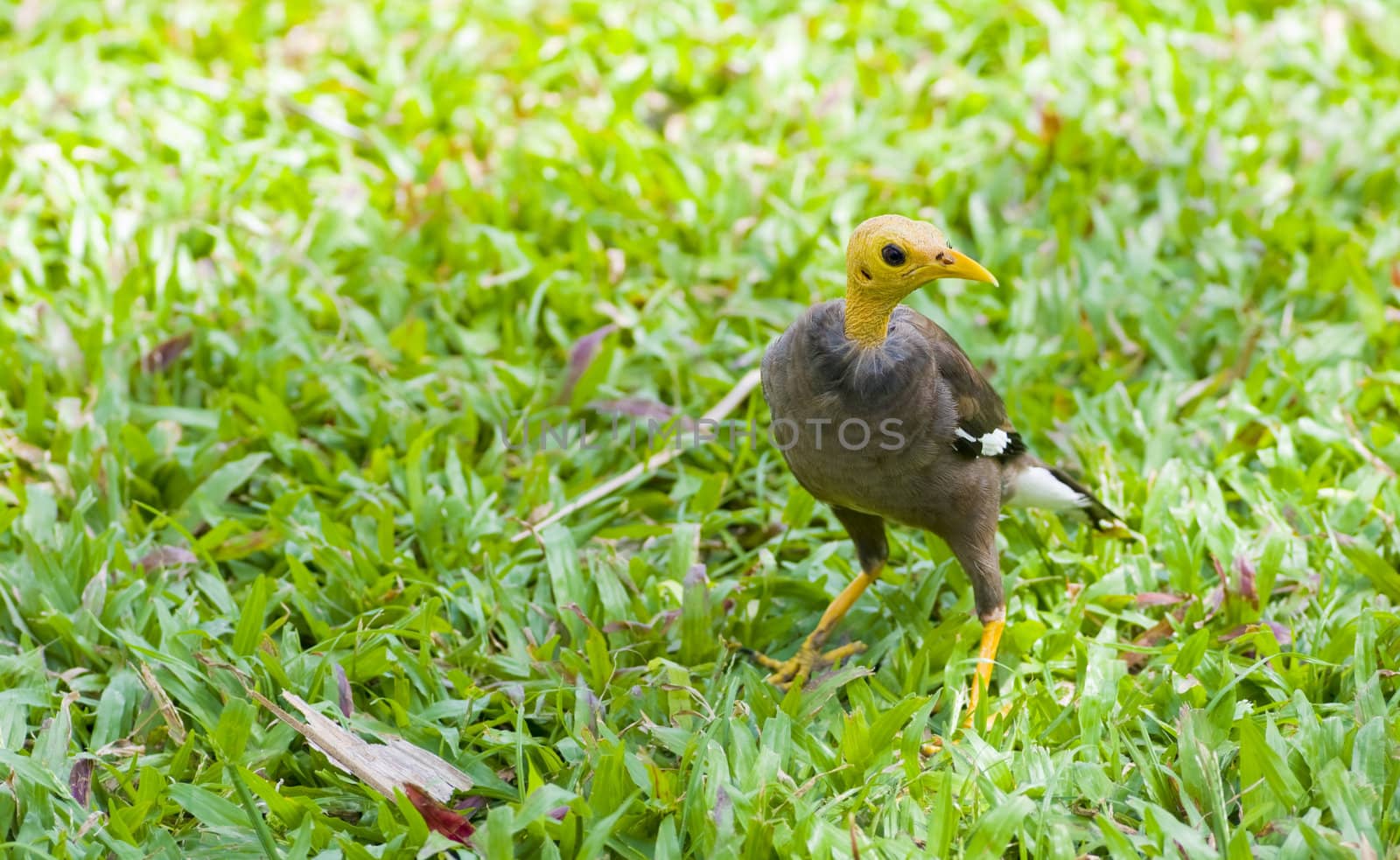 a bold asian common myna in thailand