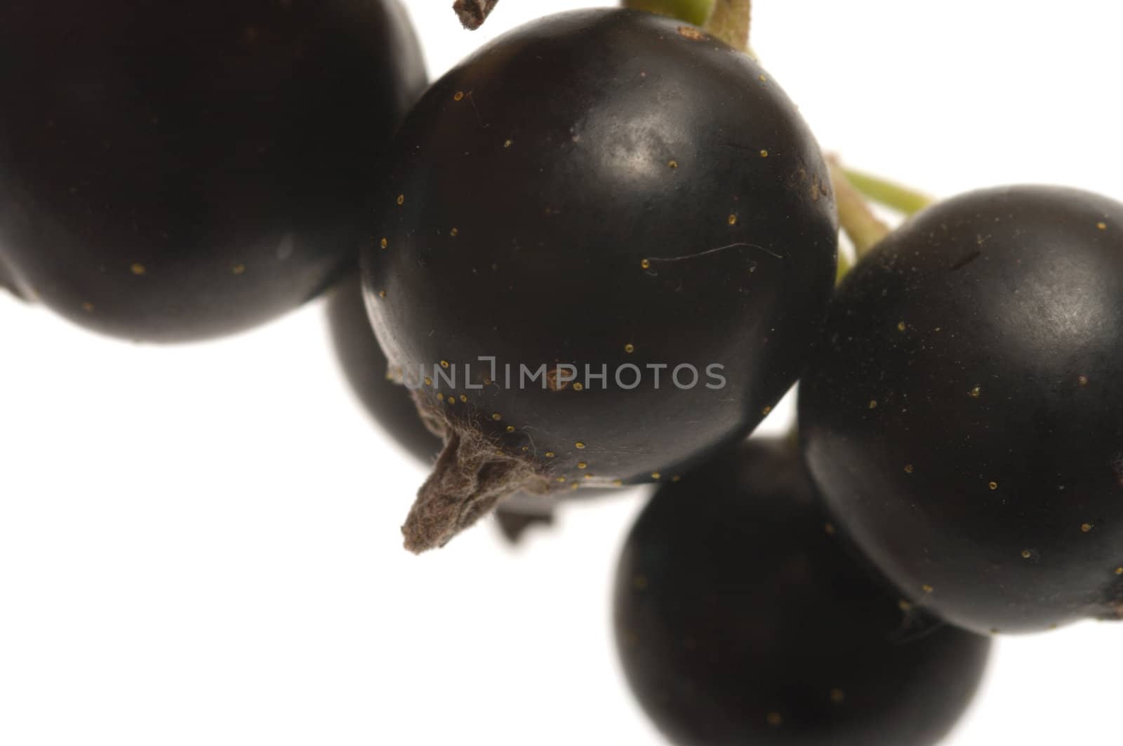 Closeup shot of berries of a black currant on a white background.