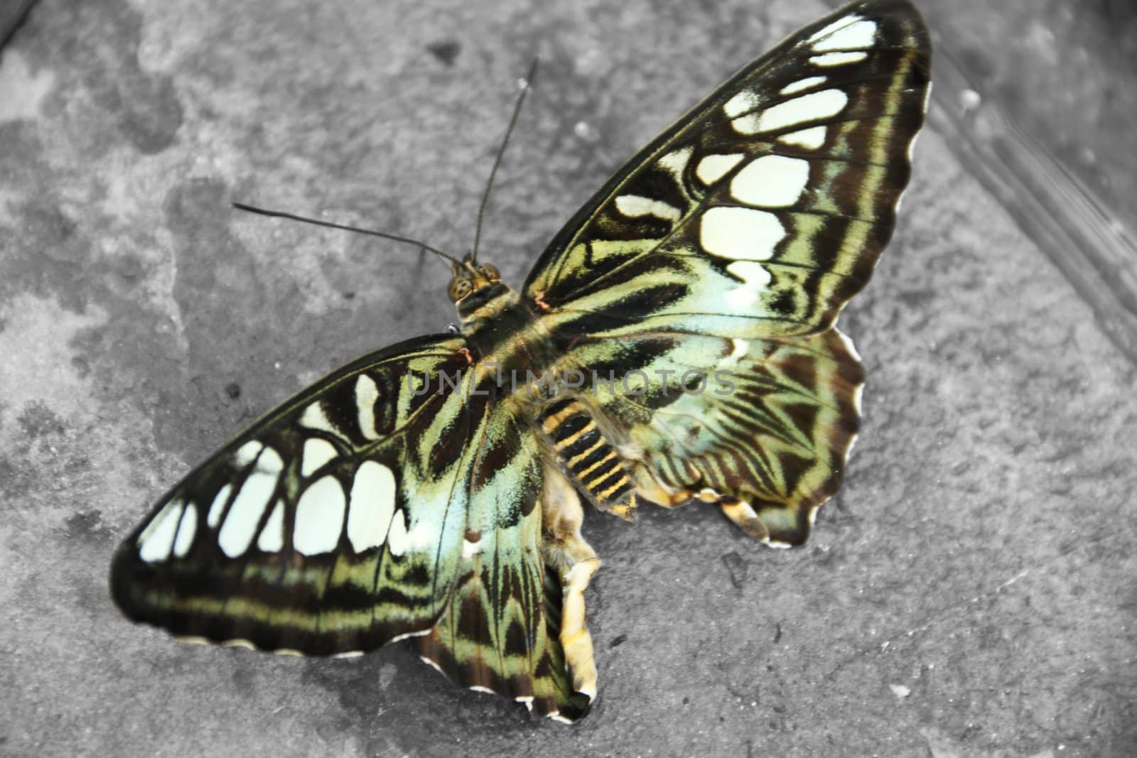 A butterfly selectively colored in a black and white image.