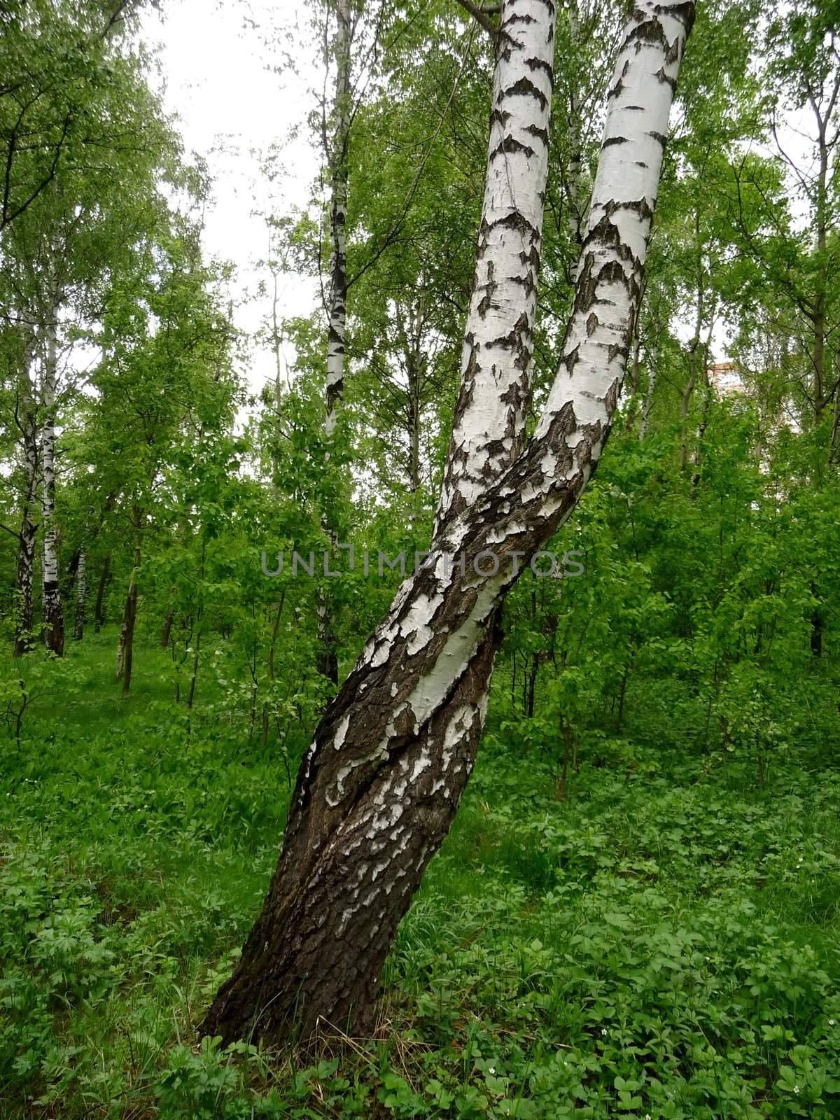 Curved birches by tomatto