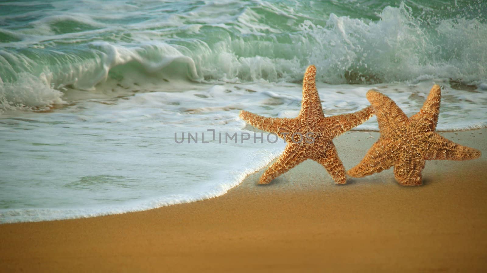 Adorable Star Fish Walking Along the Beach in the Surf