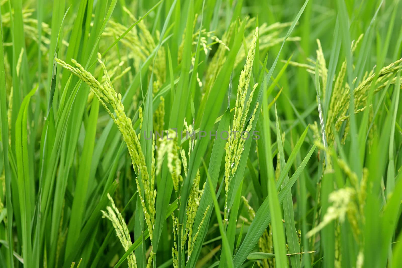 paddy rice in field