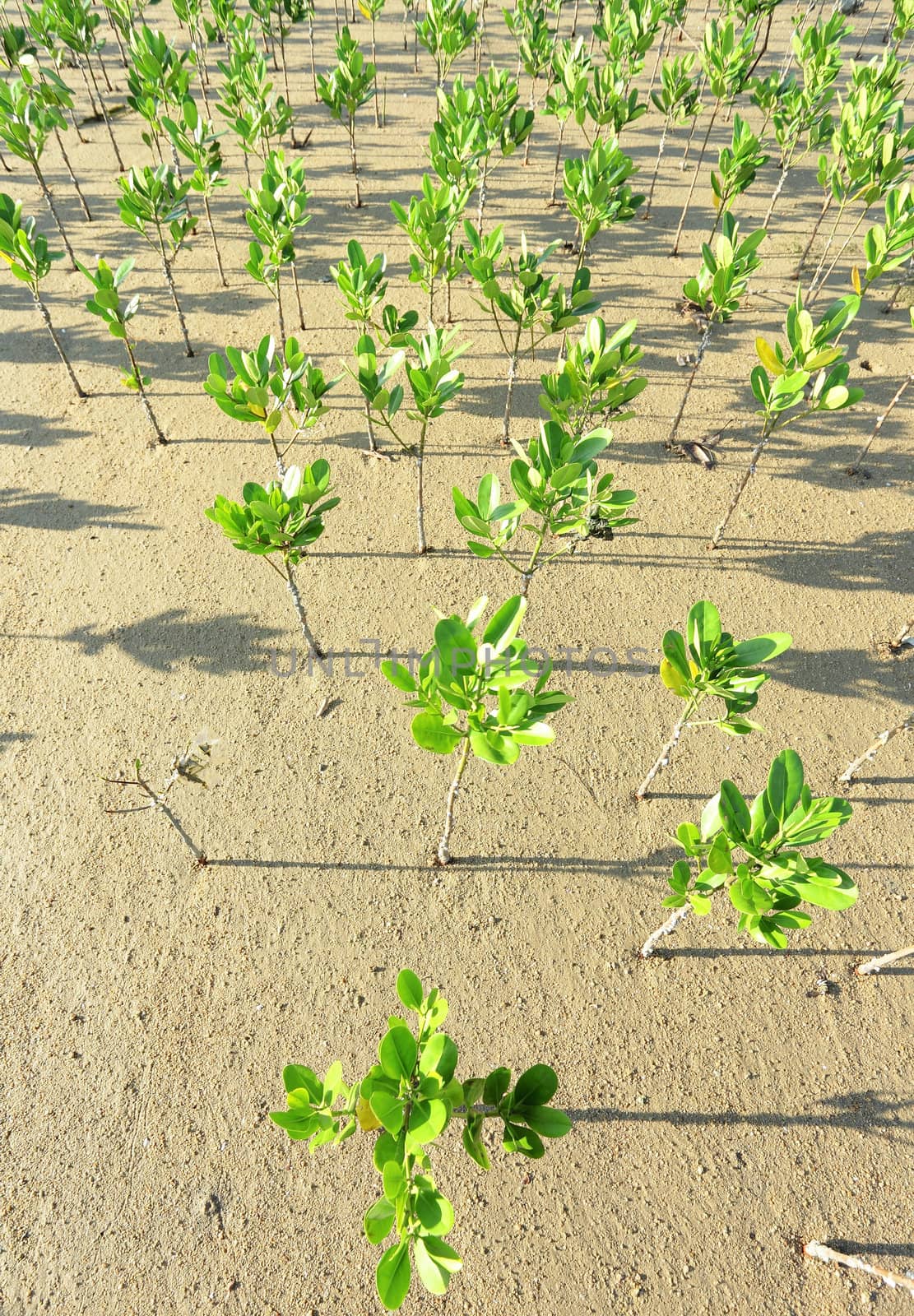 mangrove