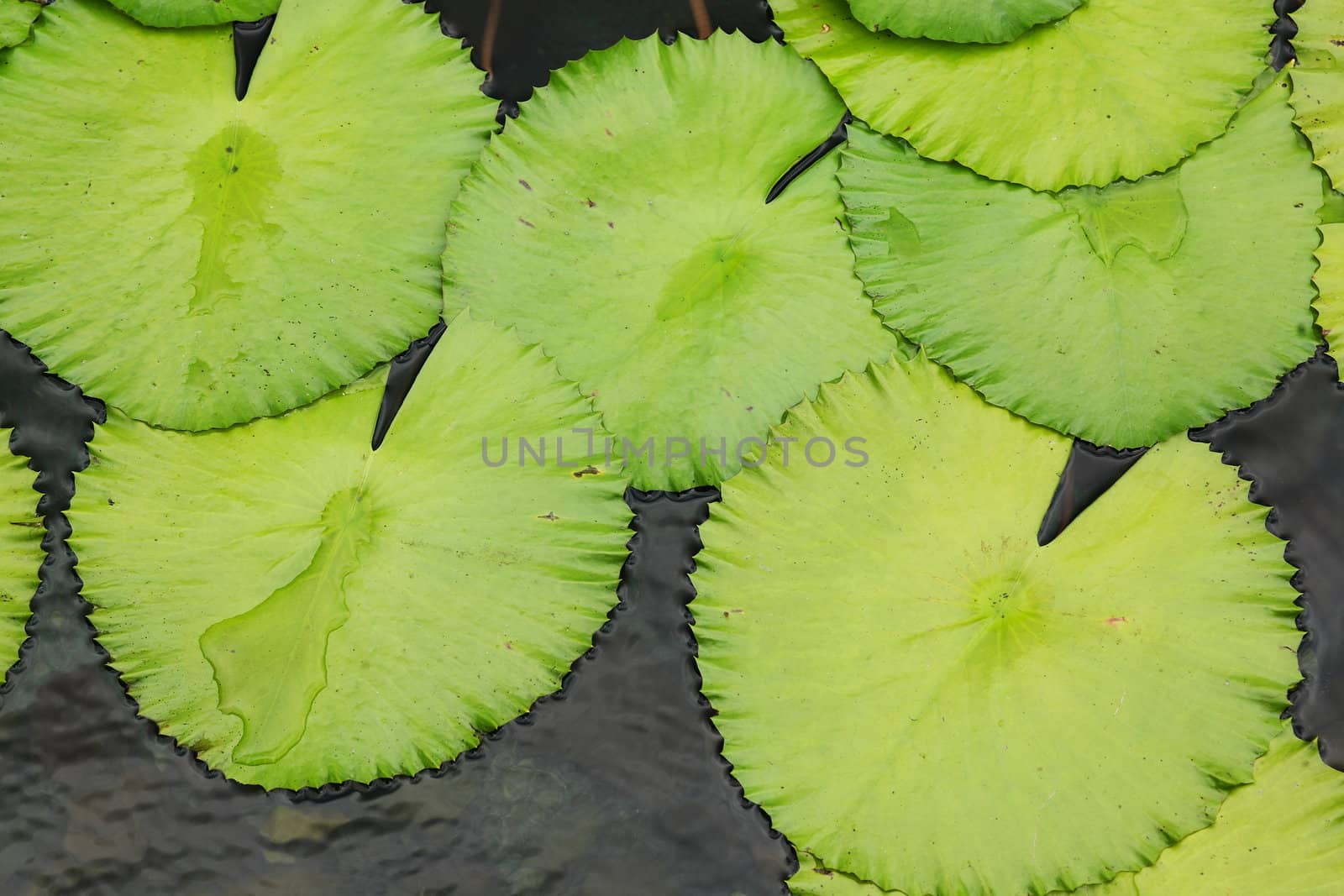 lotus leaf