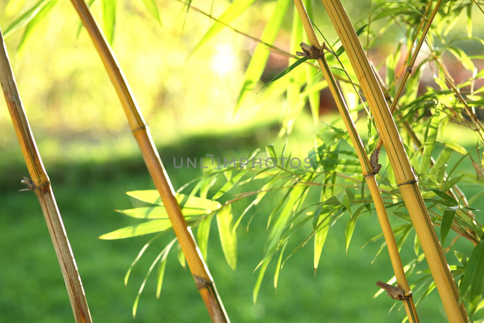 bamboo background