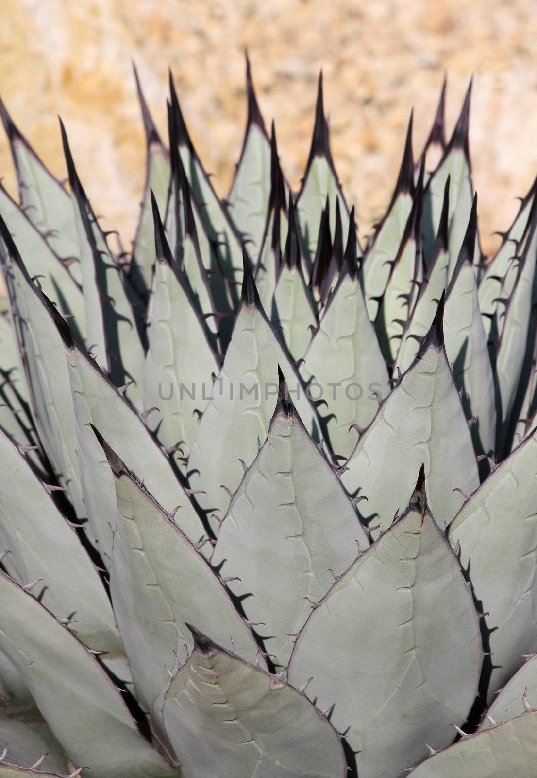 The pointed leafs of the cactus.