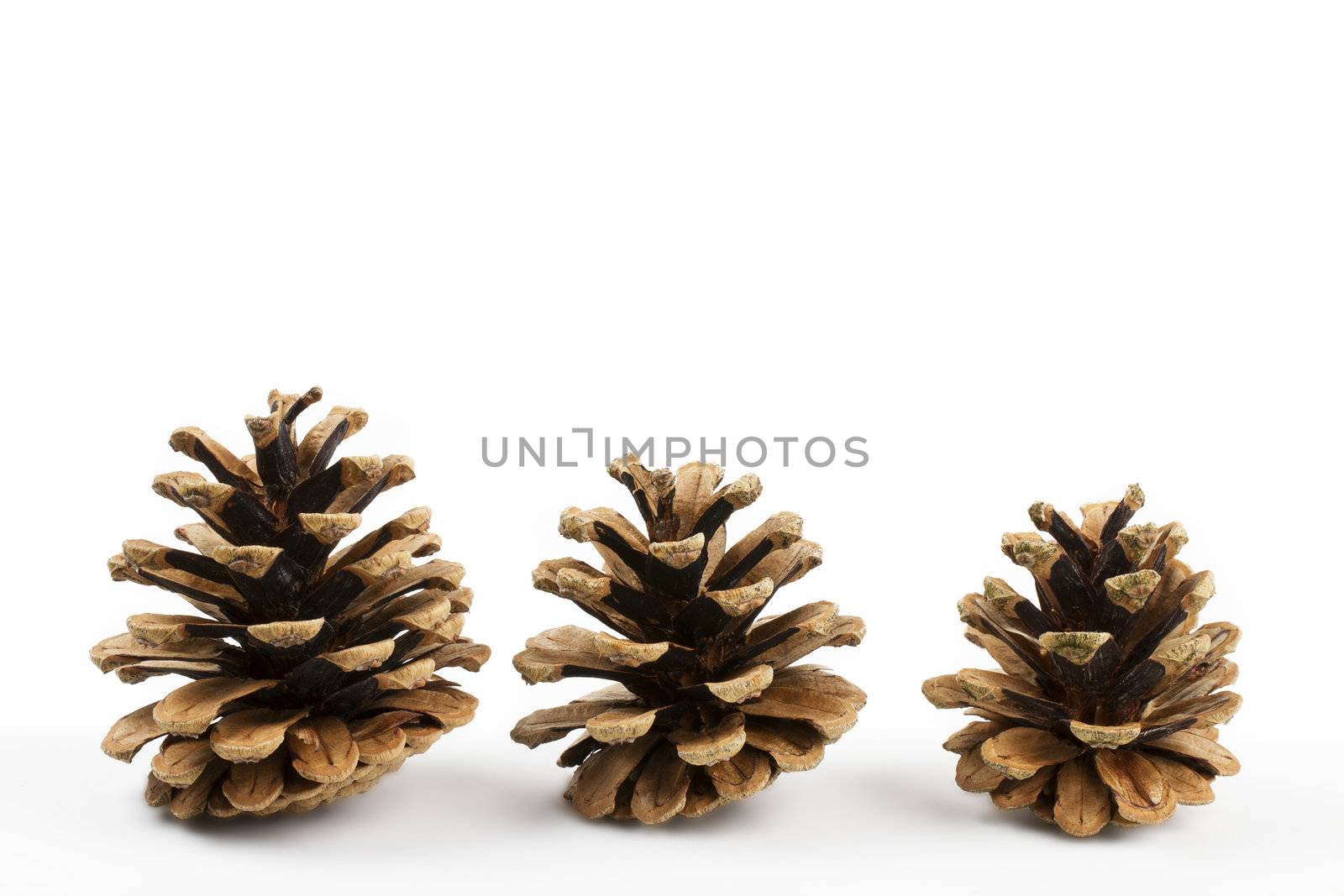 three pine cones by RobStark