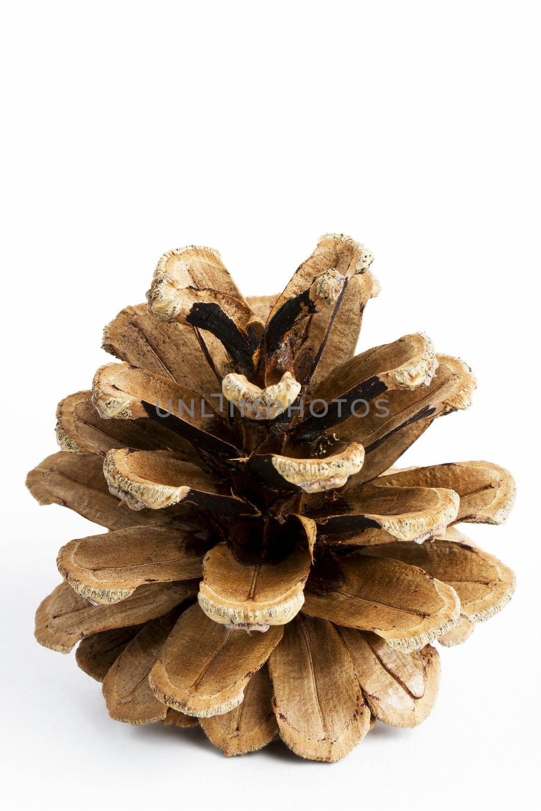 one pine cone isolated on white background
