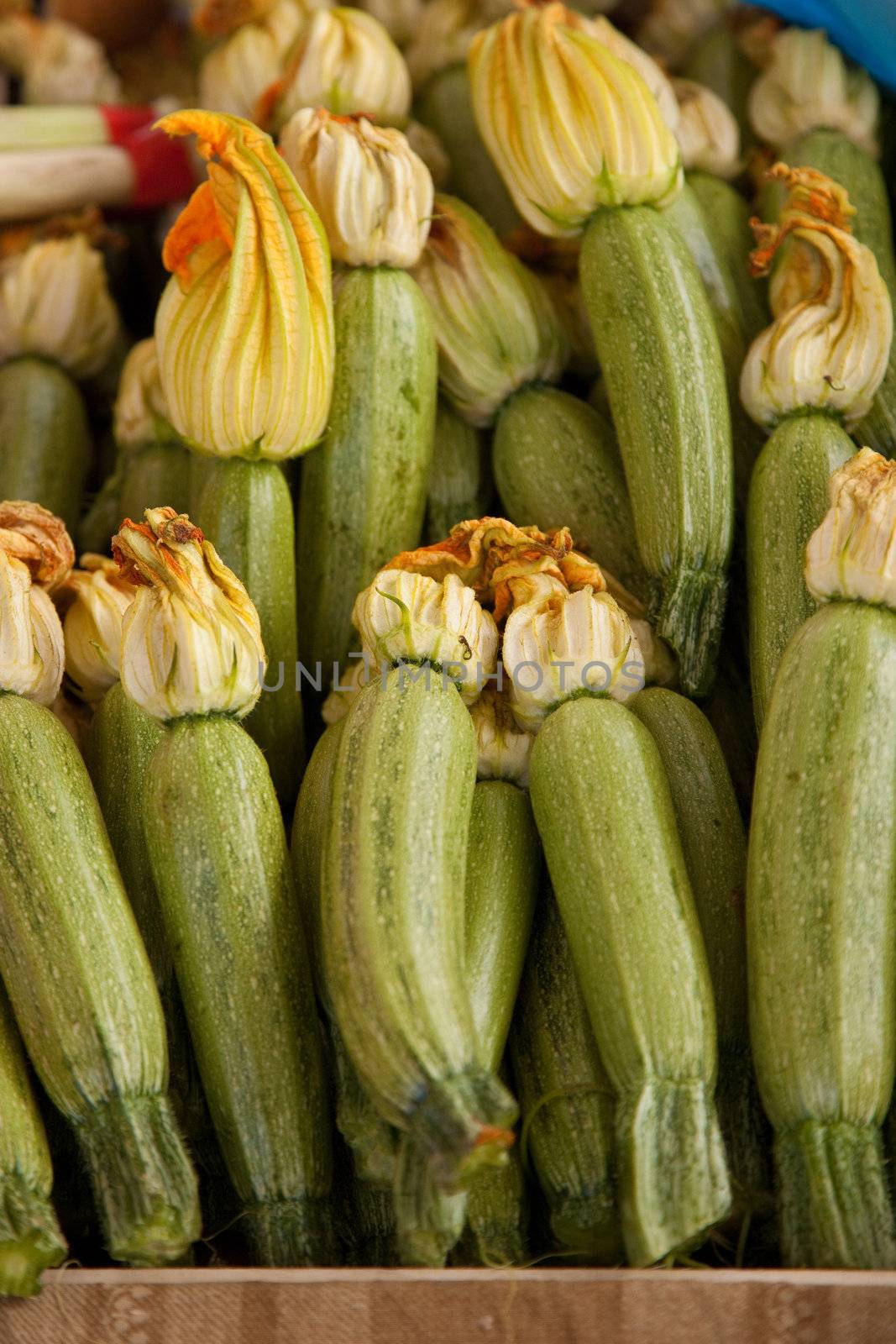 Fresh courgette with courgette flowers still attached