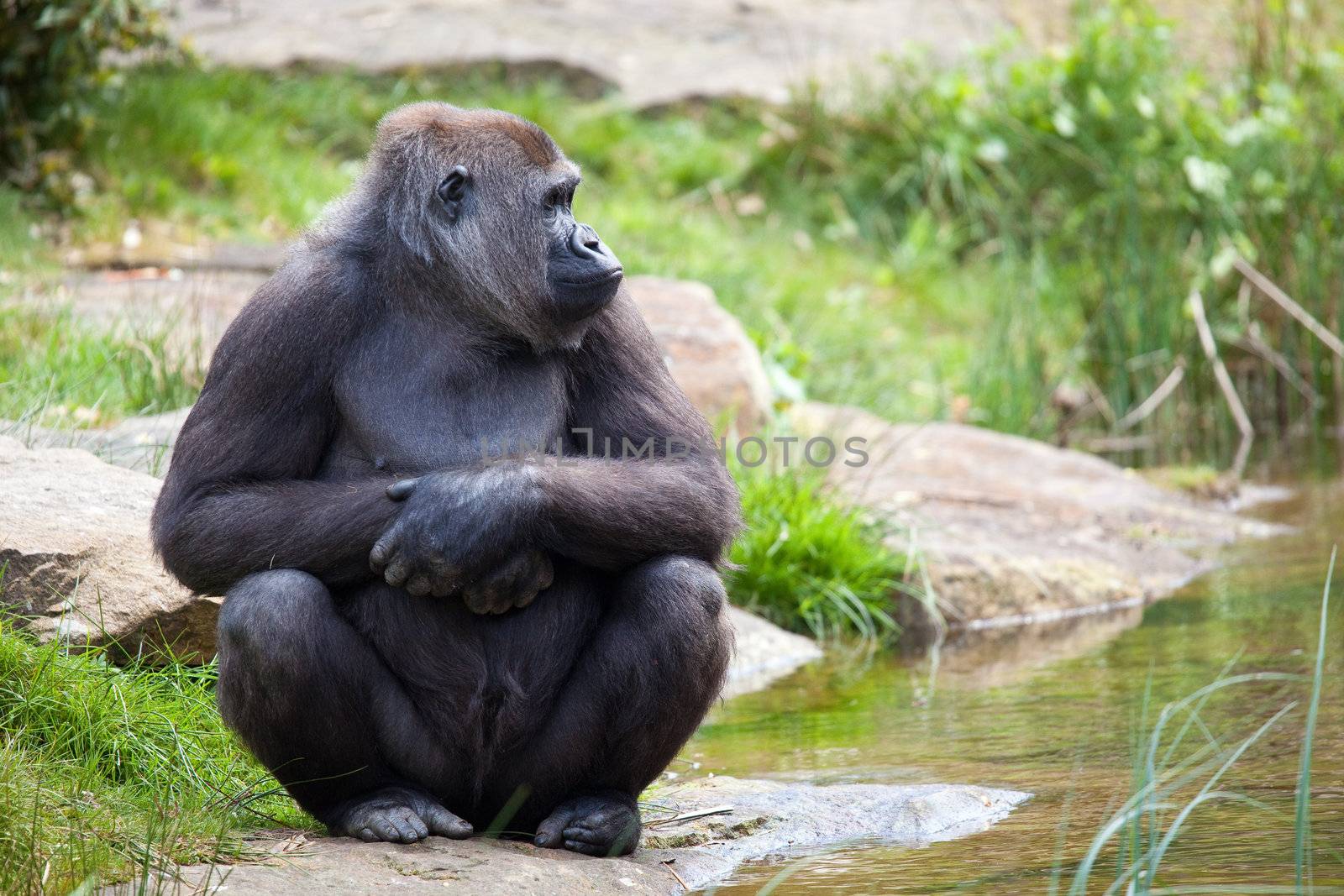 Female gorilla sitting and patiently waiting and observing