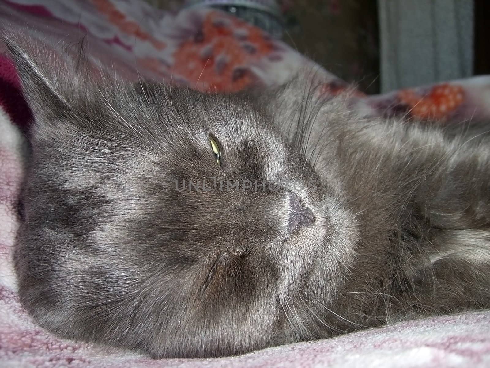 Gray cat; home animal; beast; lazybone; wool; tender charge;  moustache; amusing; funny; pet