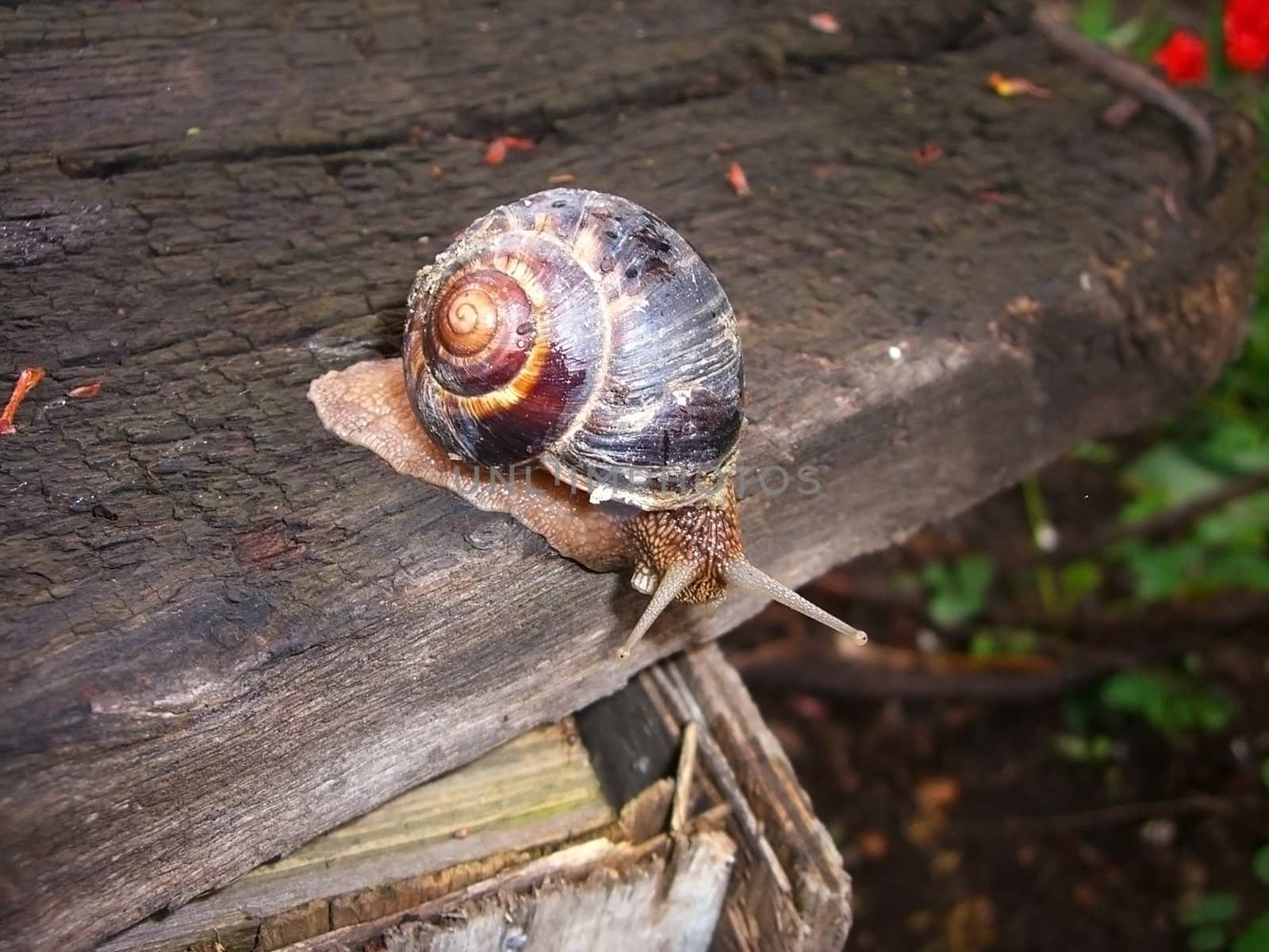 Snail; sink; log; tendrils; armor; animal; slug; nature; background