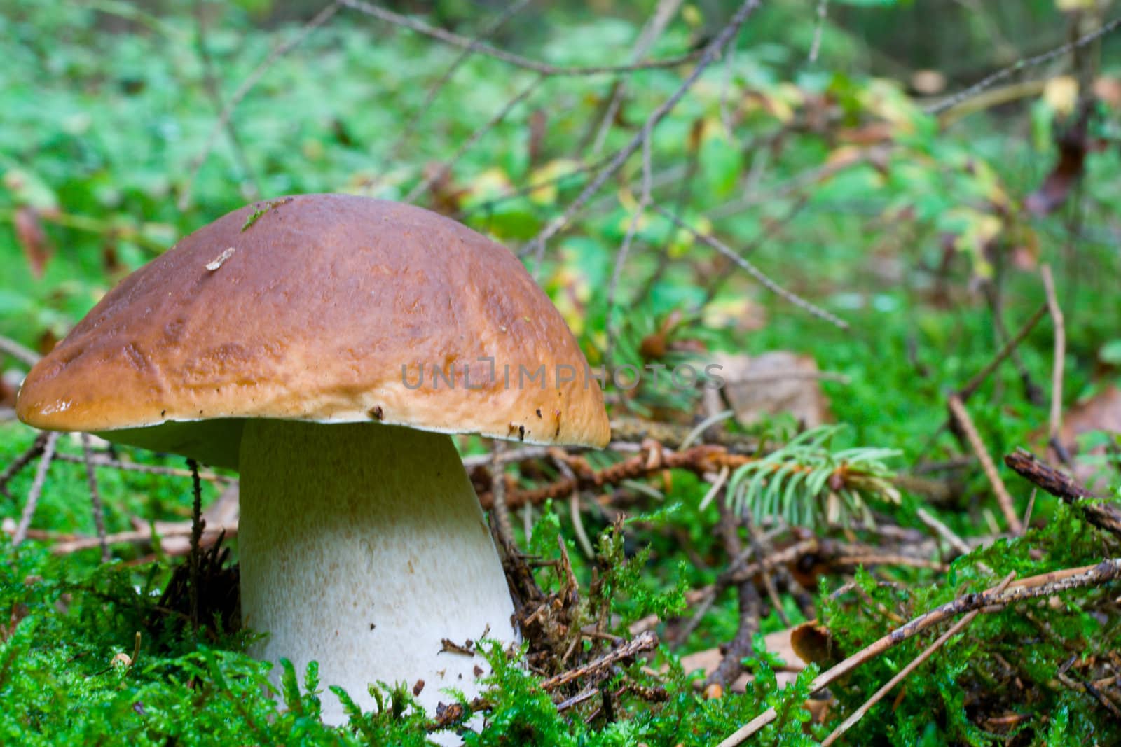 close-up big boletus in forest