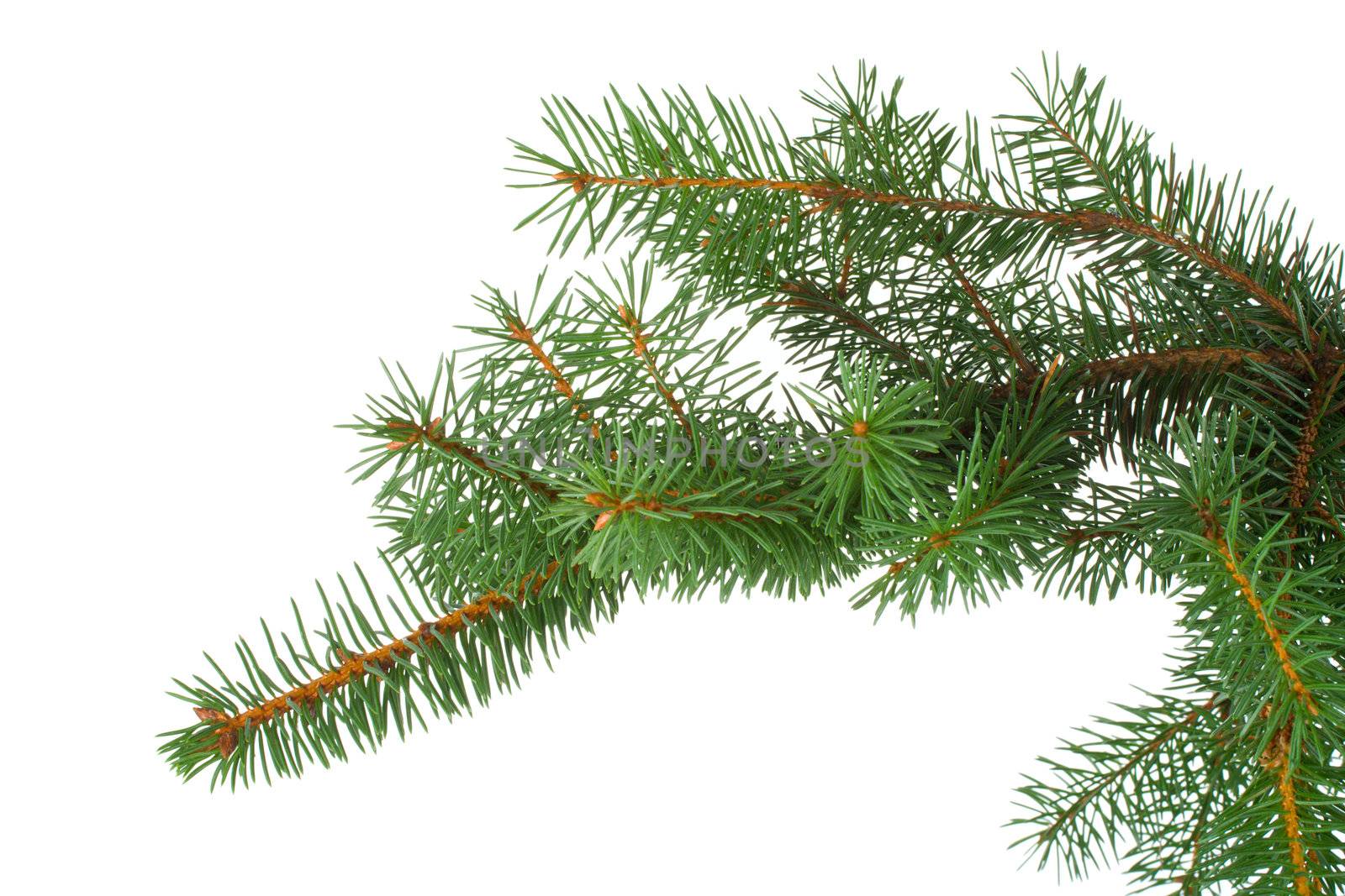 branch of fir-tree, isolated over white background