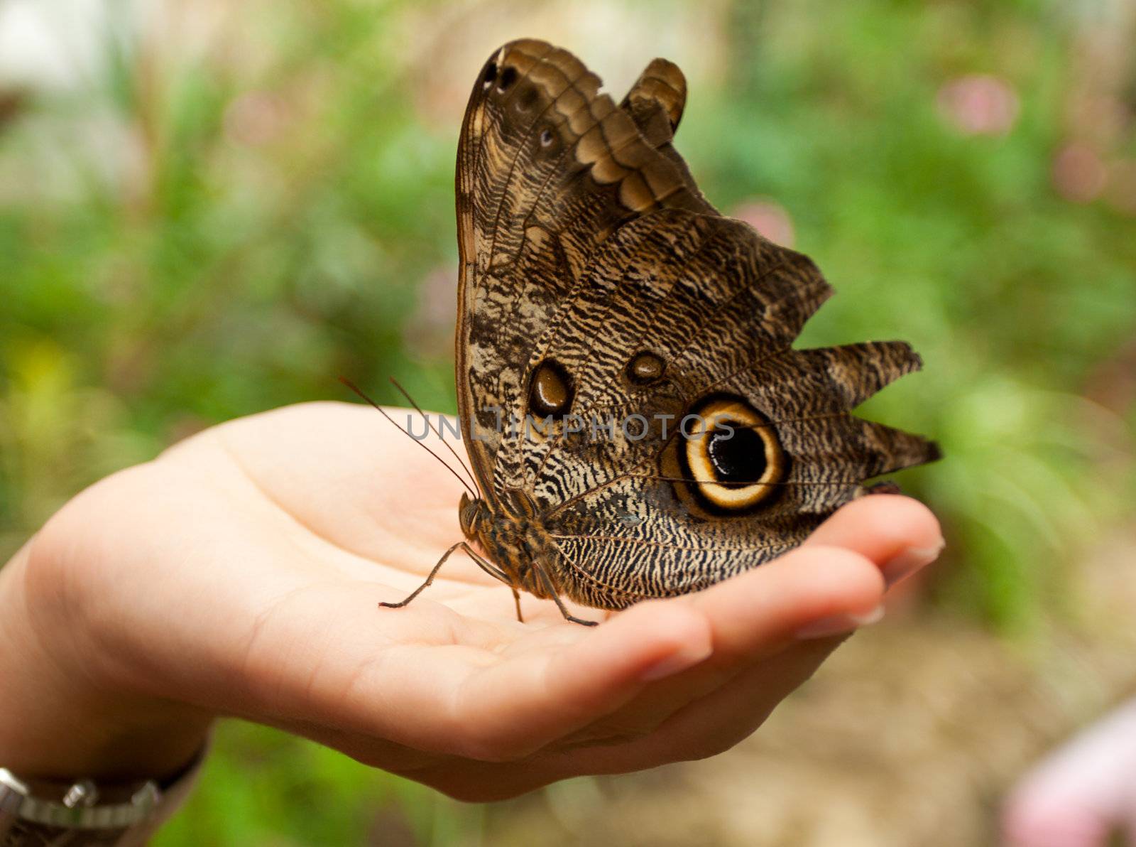 caligo memnon butterfly sitting on woman hand