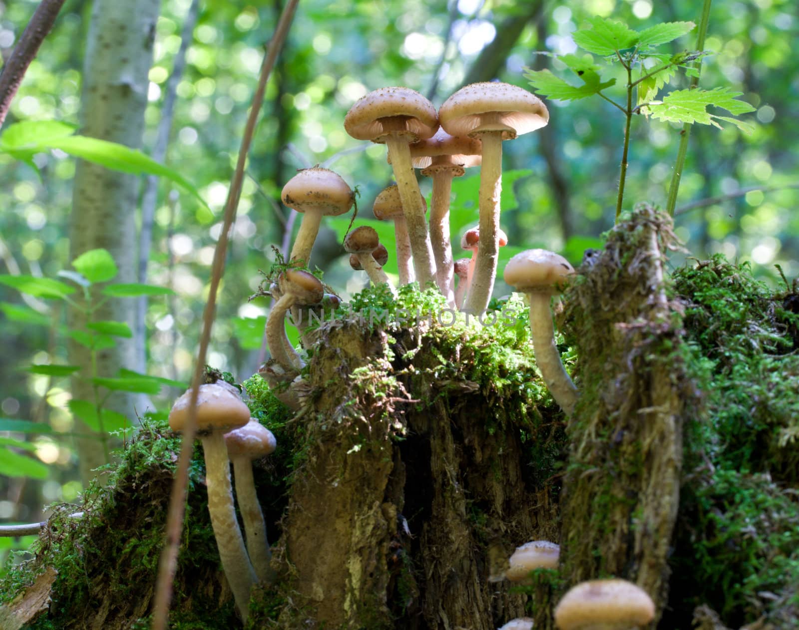 agaric honey fungus on stump in forest