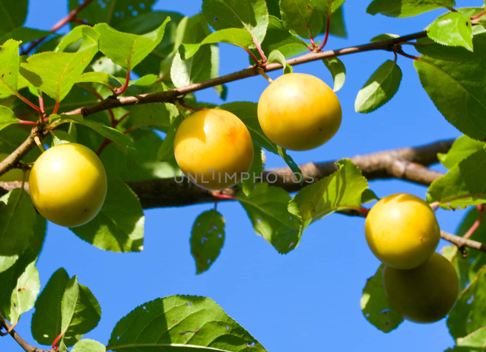 ripe cherry-plum against a blue sky