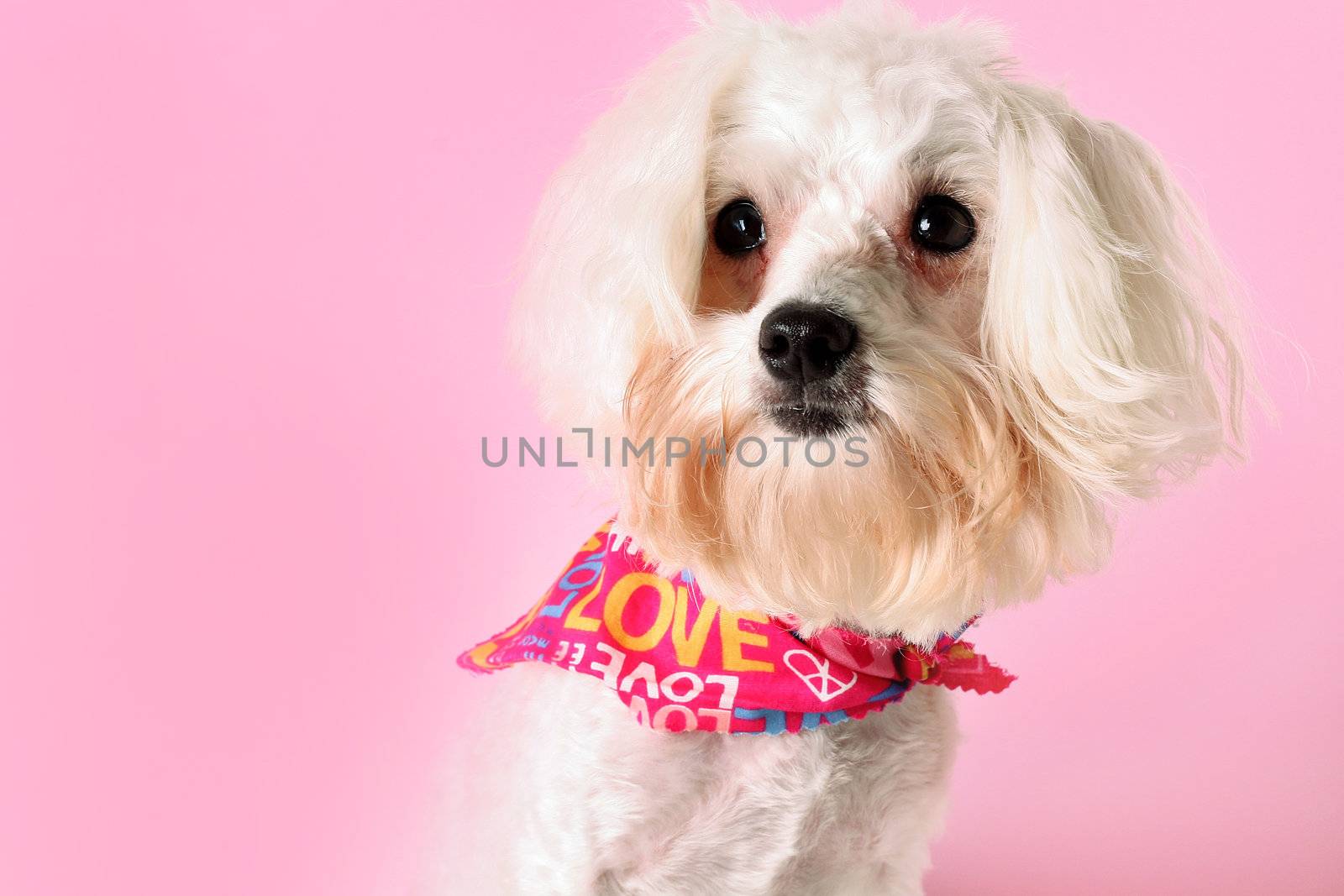 shot of a pretty pup in pink by creativestock
