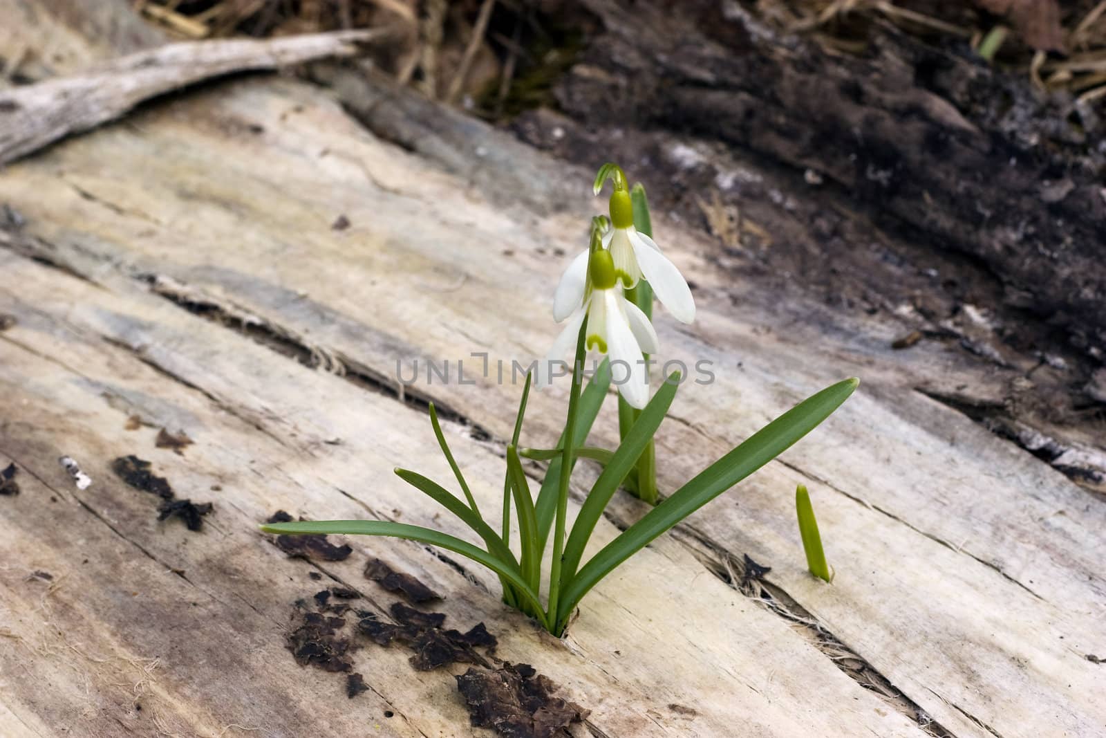 Two blooming snowdrop flowers in early spring